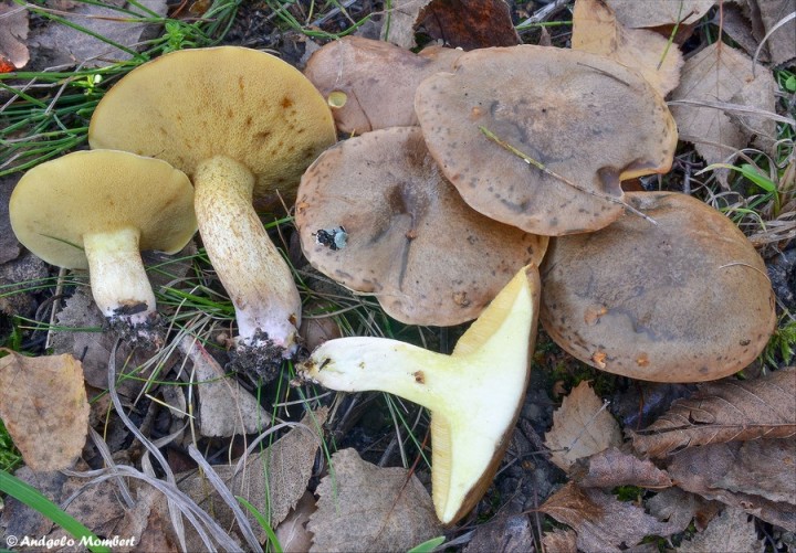 Suillus collinitus 1 (28-10-14).jpg