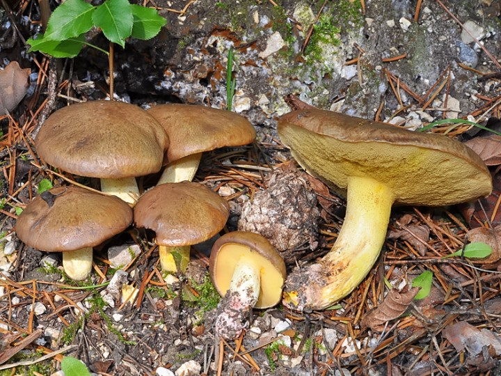 Suillus_collinitus_Chancy.jpg
