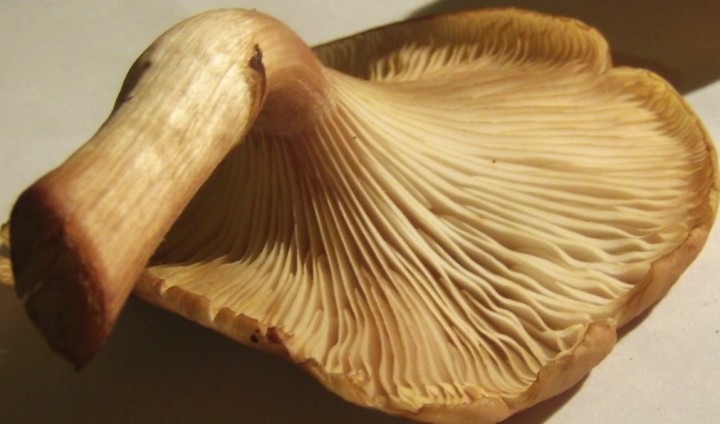 GEDC1177.JPG