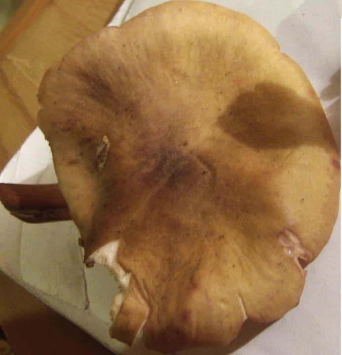 GEDC1180.JPG