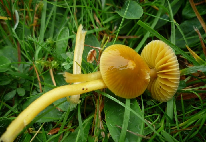 copie de L1150328.JPG