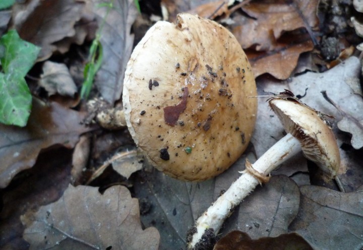 copie de L1150034.JPG