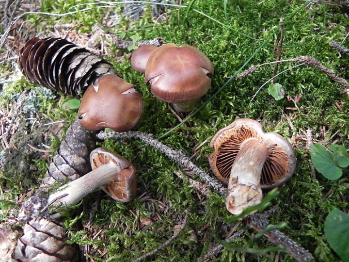 DSCN0308ch.JPG