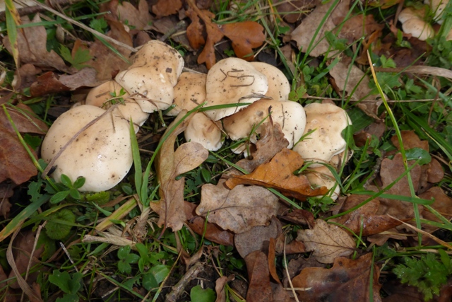 Copie de P1050393.JPG