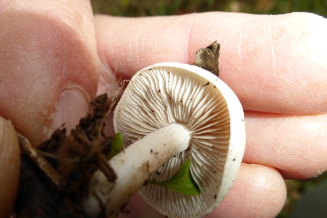 Copie de P1050398.JPG