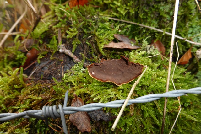 Copie de P1050368.JPG