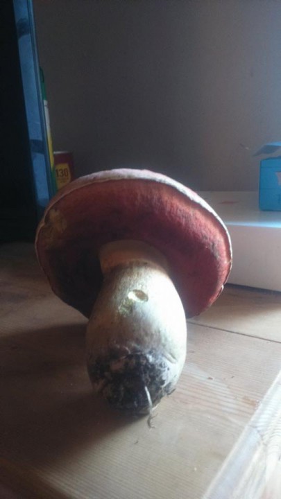 bolet royal ou pas ?