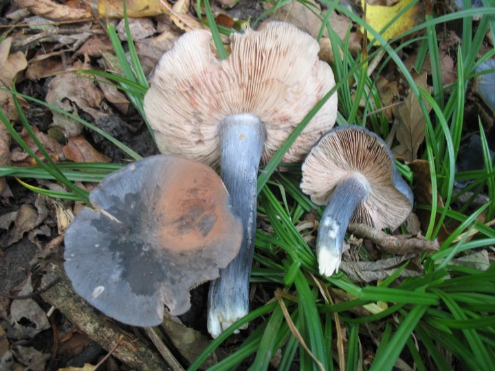 N° 3
