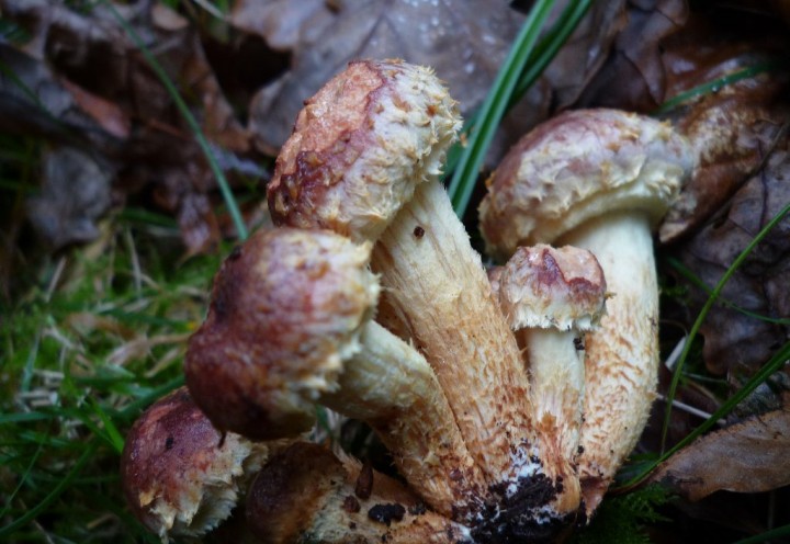 copie de L1150497.JPG