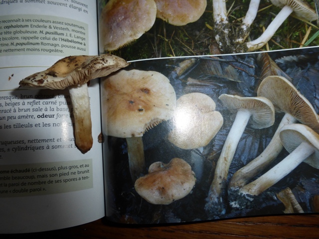 Copie de P1050493.JPG