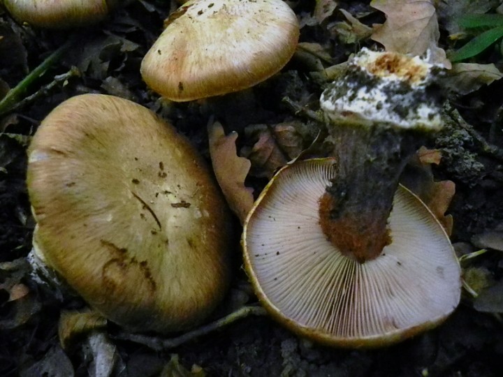 DSCN1148ch.JPG