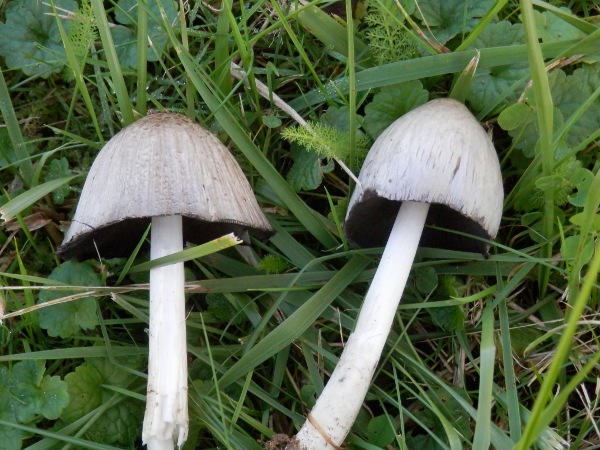 PB011134.JPG