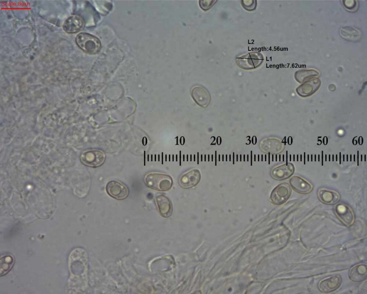 Simocybe-spore.jpg