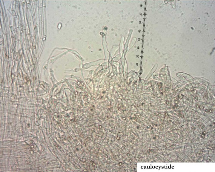Simocybe-caulocytide.jpg