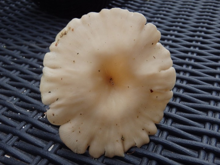 Le plus gros spécimen