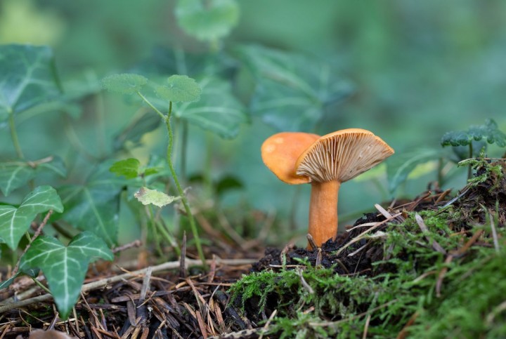 lactarius_aurantiacus.jpg