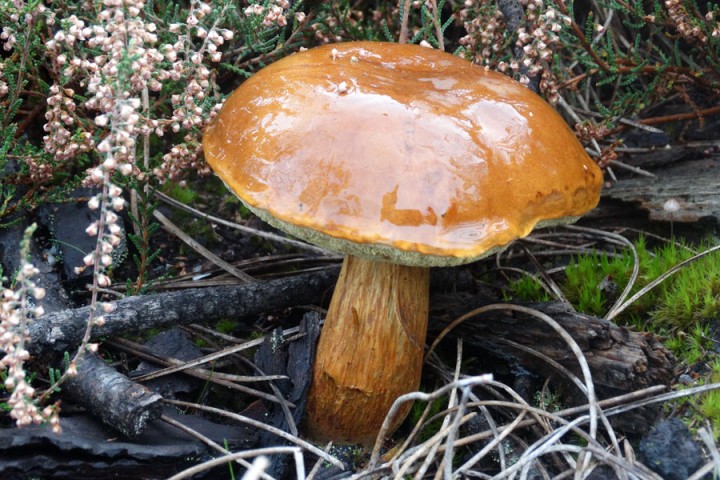 DSC00035boletus-badius.jpg