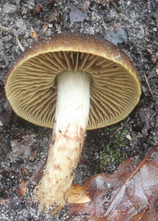 2014 11 14 Escource Leyre 023.JPG