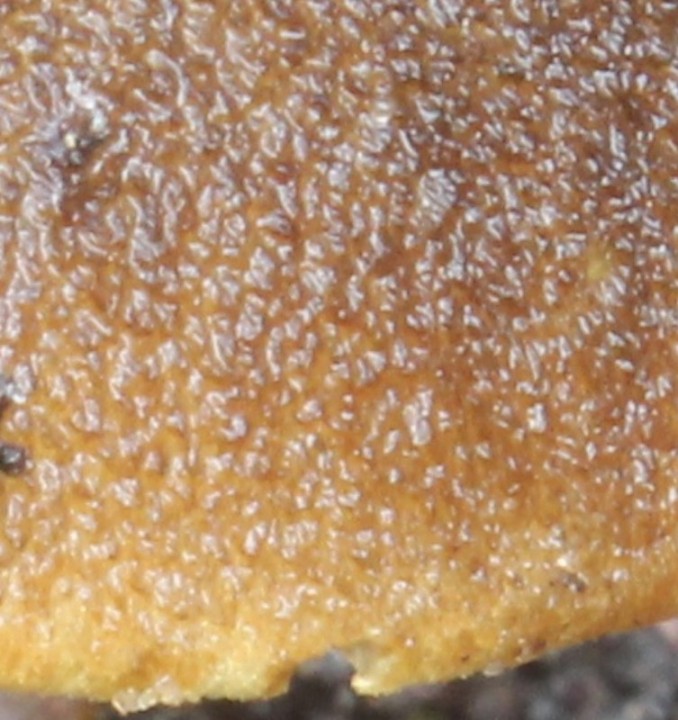 cortinarius.jpg
