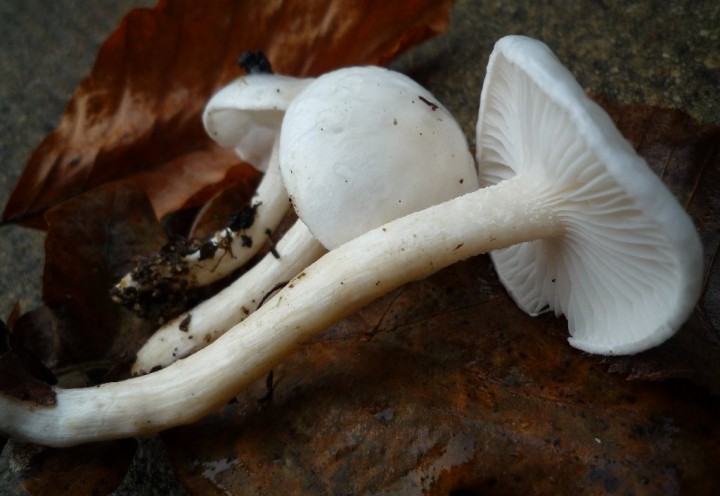 copie de L1150936.JPG