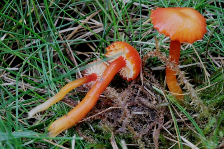 IMG_1632 cf subminutula.JPG