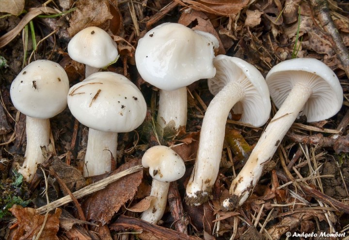 Hygrophorus cossus 1 (07-11-14).jpg
