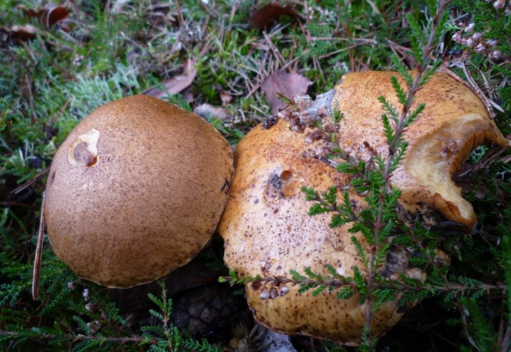 copie de L1160098.JPG