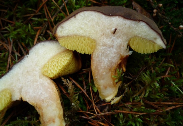 copie de L1160091.JPG