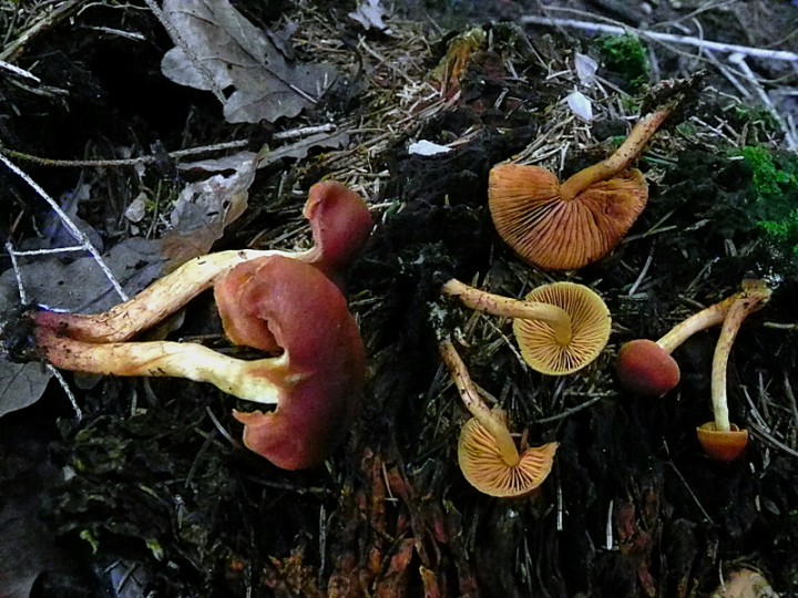 DSCN1312ch.JPG