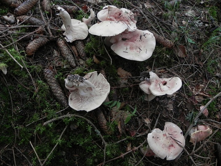 DSCN0092ch.JPG