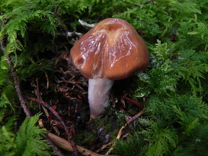 DSCN0849ch.JPG