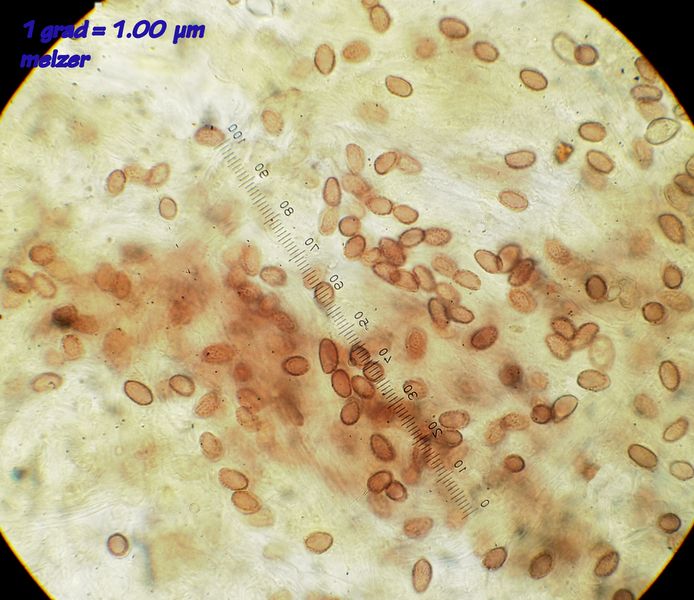 spores 1.JPG