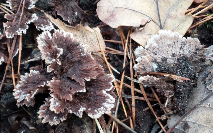 Cliquer sur l'image pour agrandir.