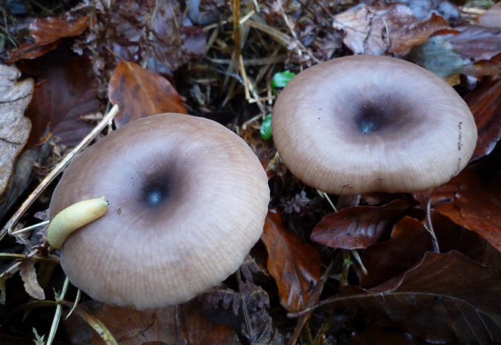 copie de L1160234.JPG