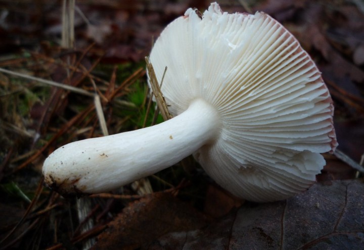 copie de L1160208.JPG