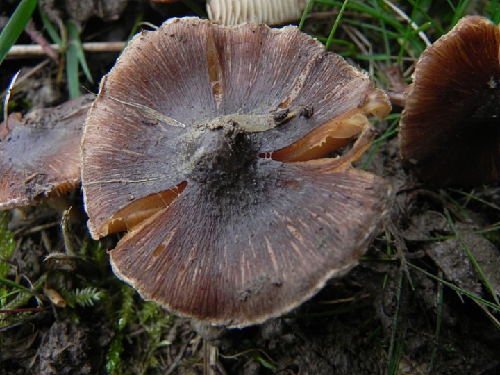 DSCN1353ch.JPG
