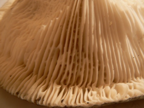 P1000336.jpg