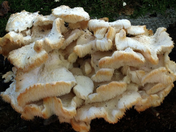 Creolophus cirrhatus_CP120030.JPG