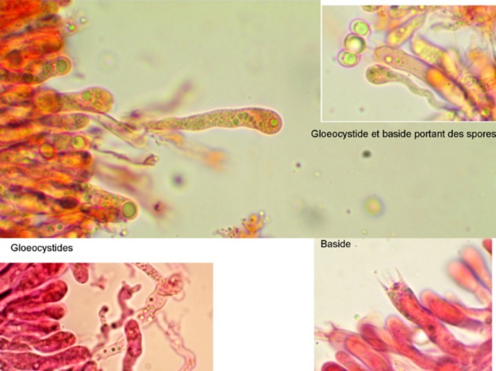 gloeocystides_basides.jpg