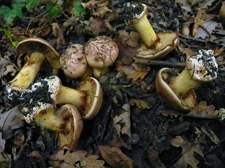 DSCN1144ch.JPG