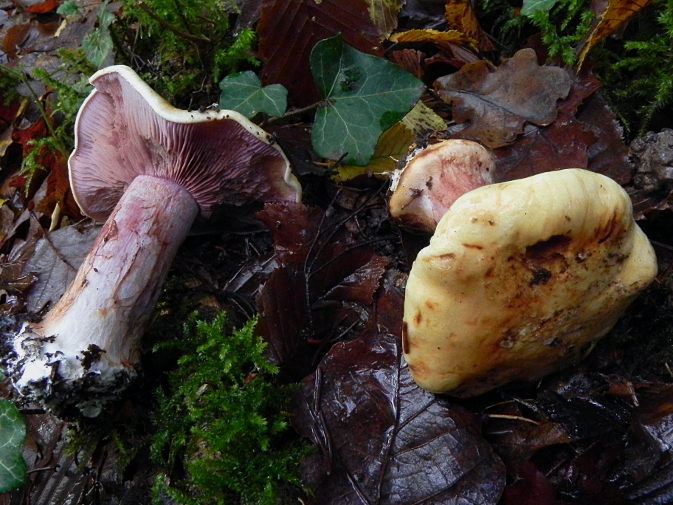 DSCN1217b.JPG