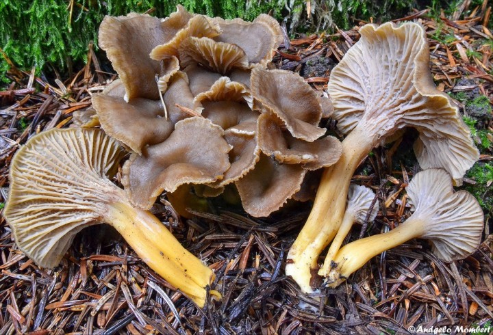 DSC_0176.jpg