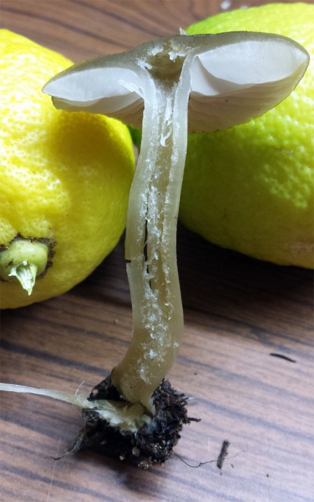 Cliquer sur l'image pour agrandir