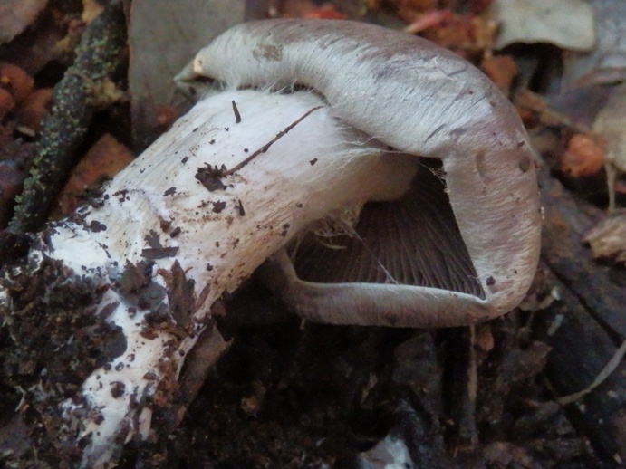 PC310377.JPG