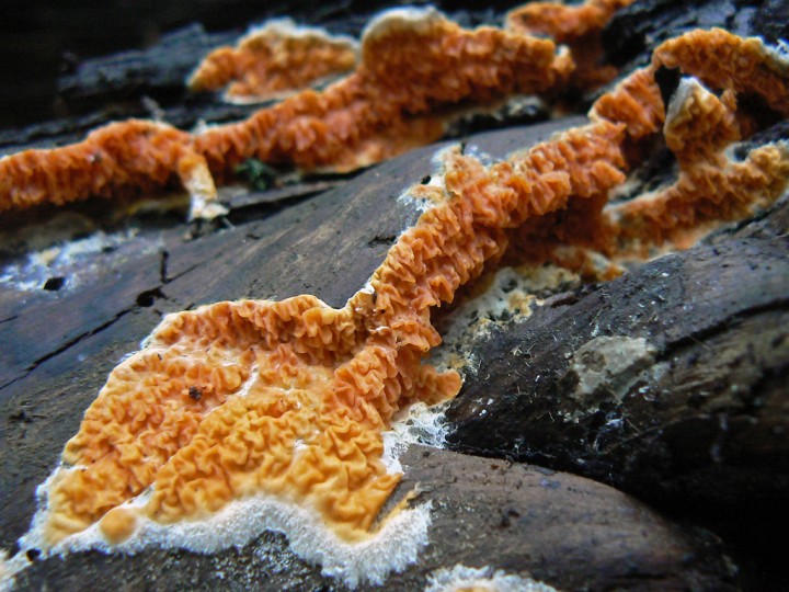 13 décembre 2014 - Ancenis (44)