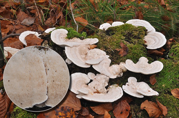Polypore.jpg
