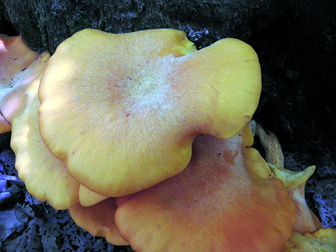 DSCN1592ch.JPG