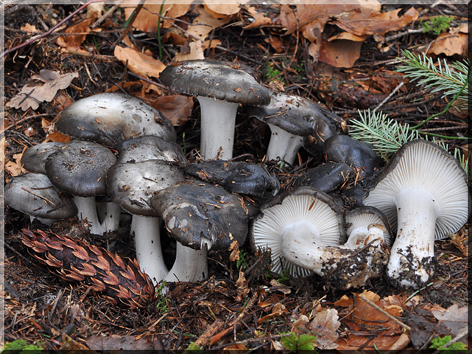 Hygrophorus_marzuolus_5.jpg