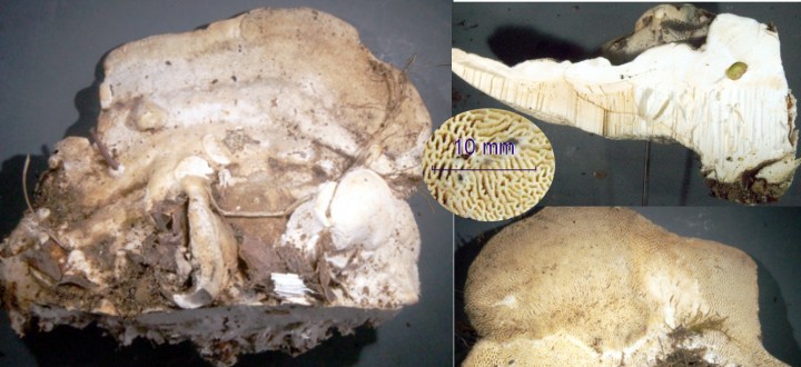 trametes gibbosa.JPG