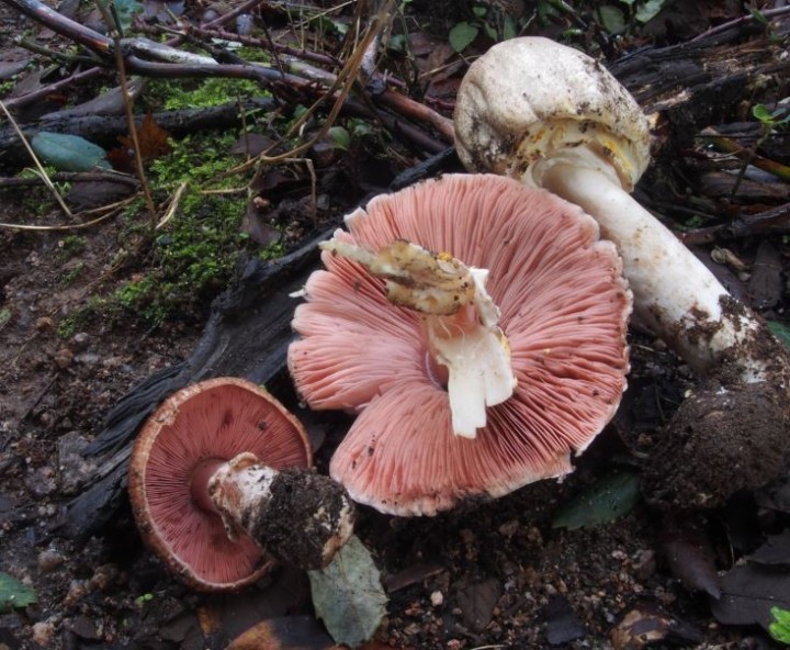 agaricus moelleri.JPG